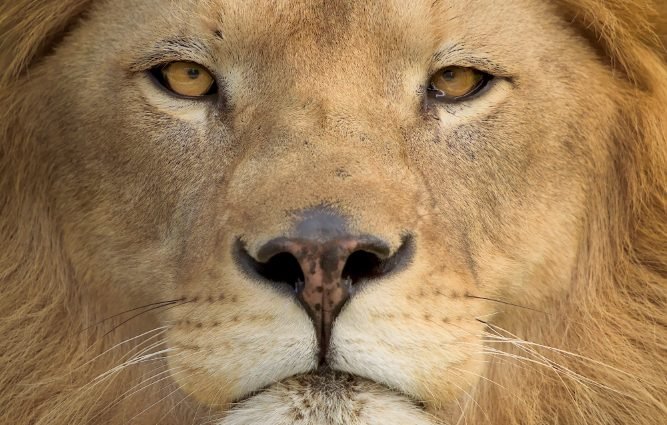 Você Sabia Que Sua Declaração de Imposto de Renda Pode Estar Errada? Descubra o Que Fazer!